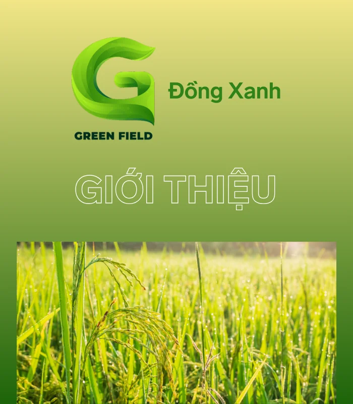 Đồng Xanh - Đơn vị chuyên phân phối các sản phẩm về Gạo