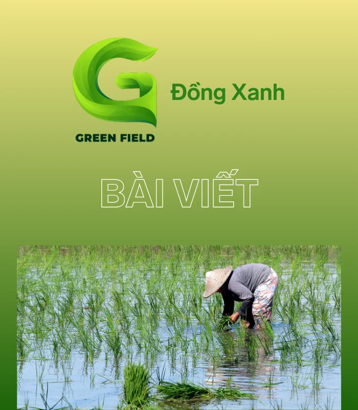 Đồng Xanh - Đơn vị chuyên phân phối các sản phẩm về Gạo