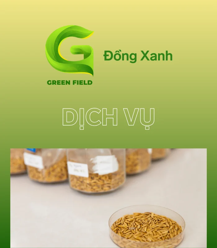 Đồng Xanh - Đơn vị chuyên phân phối các sản phẩm về giống lúa