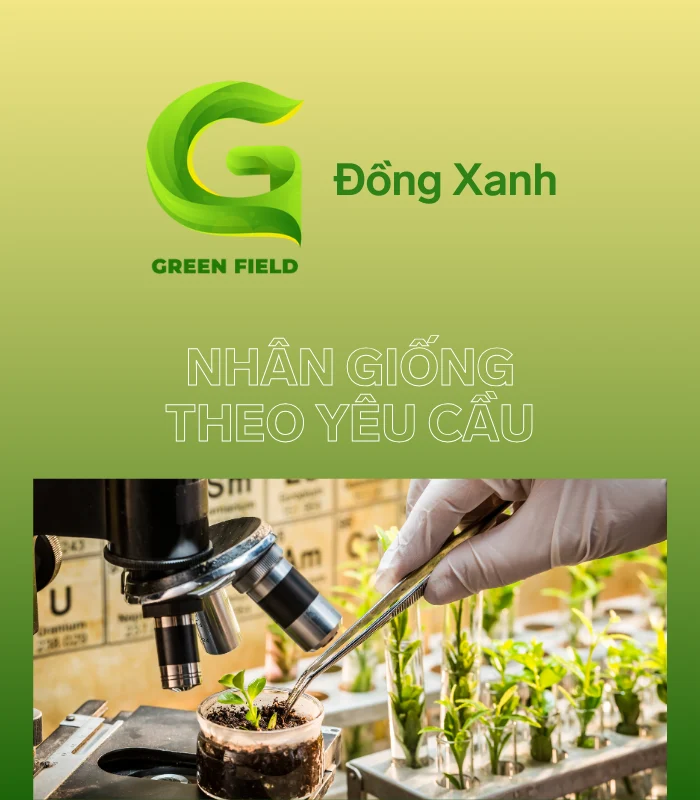 Đồng Xanh - Đơn vị chuyên phân phối các sản phẩm về giống lúa