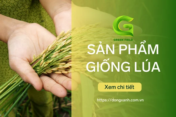 Đồng Xanh - Đơn vị chuyên phân phối các sản phẩm về giống lúa